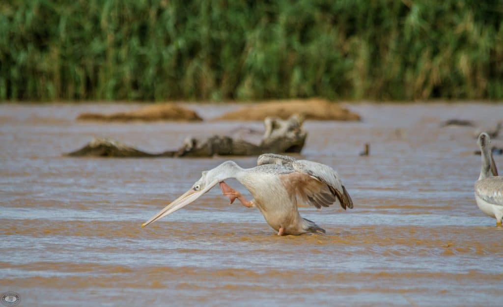 African wetlands for wildlife