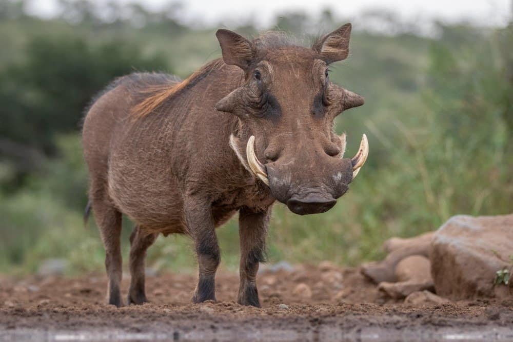 Ugly, Shy & Small: 5 Animals of Africa You Didn’t Know You’d Love