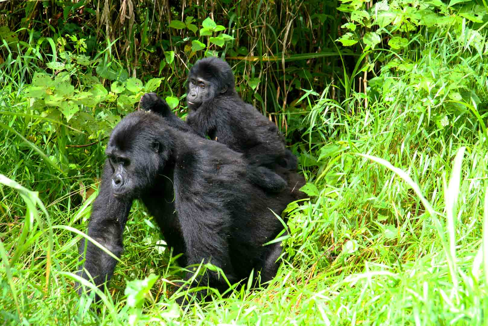 How Long Does Gorilla Trekking Take?