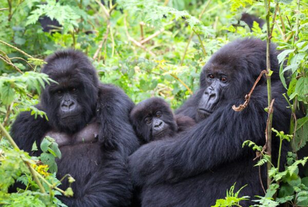 gorilla trekking worth the money