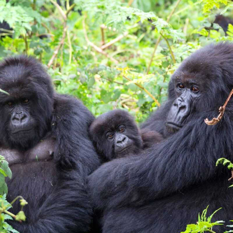 gorilla trekking worth the money