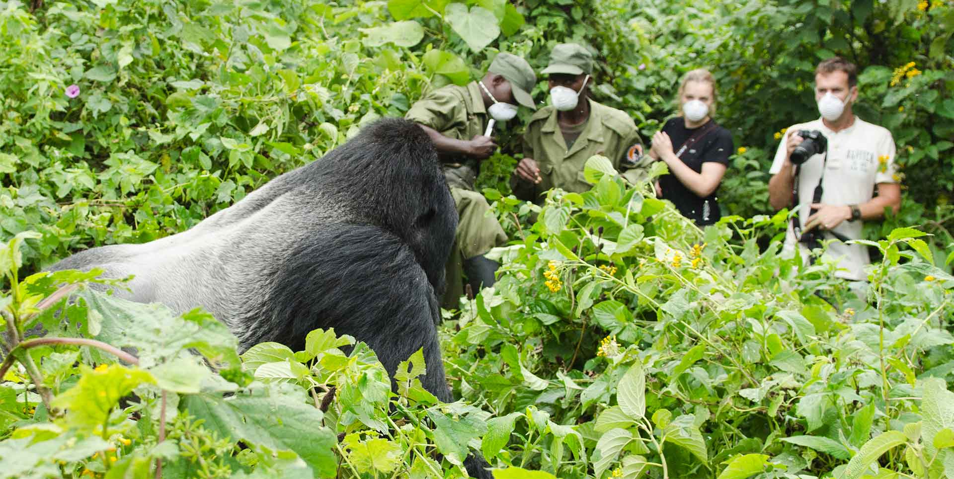 Safety and Travel Tips for Gorilla Trekking in Congo.