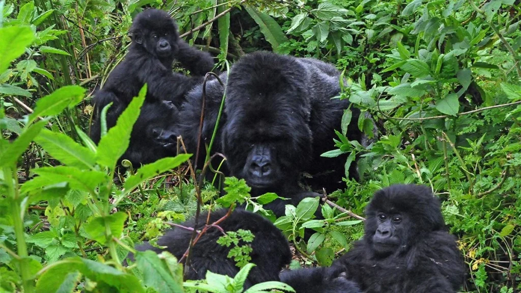 how many gorillas left in the wild