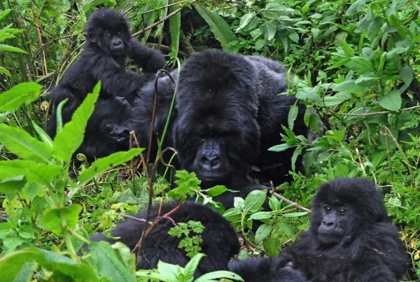 how many gorillas left in the wild