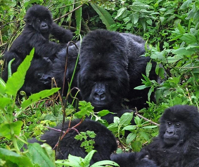 how many gorillas left in the wild