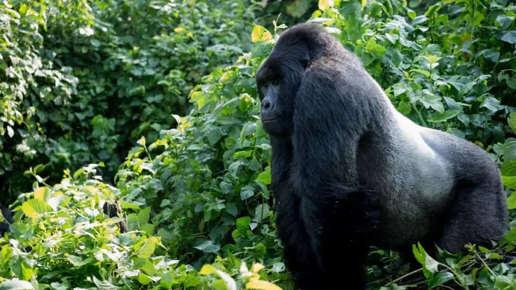 Congo gorilla trekking
