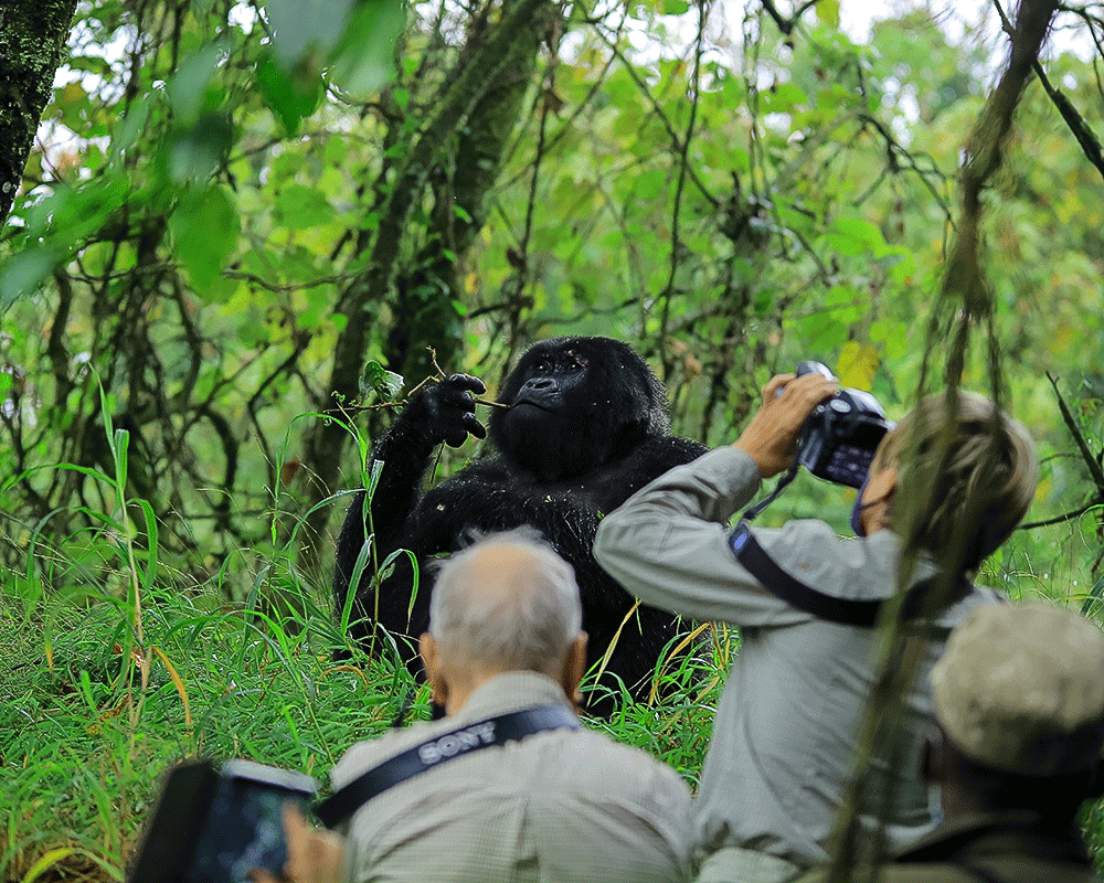 Photography Tips for Gorilla Trekkers