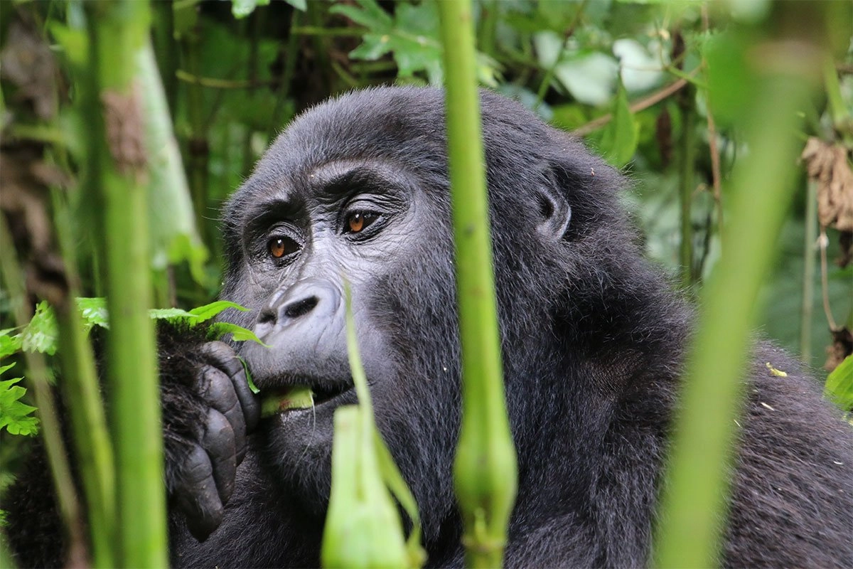 Rwanda Gorilla Permit Price and Booking Process (2025/2026)