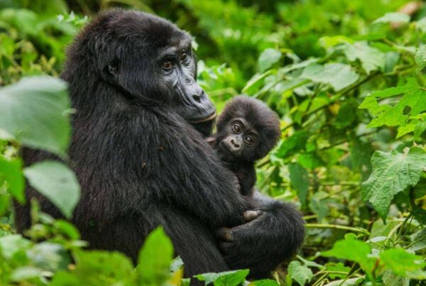 Uganda gorilla permit price