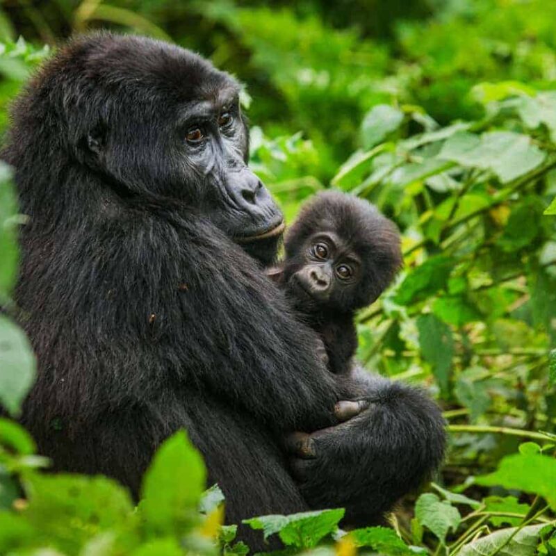 Uganda gorilla permit price