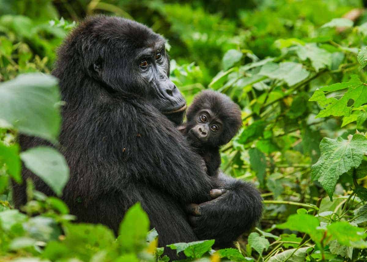 Cost of Gorilla Trekking in Uganda (Permits, Lodging & Logistics)