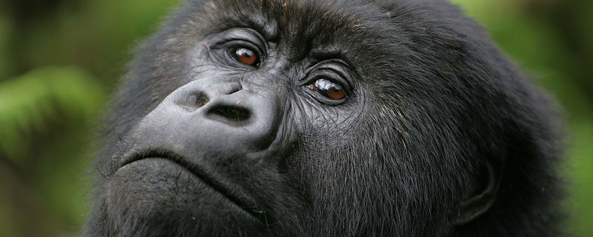 What It Feels Like to Look a Silverback in the Eye.