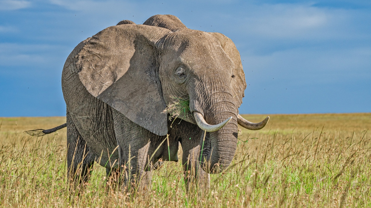 How to See the Big Five in Kenya’s National Parks
