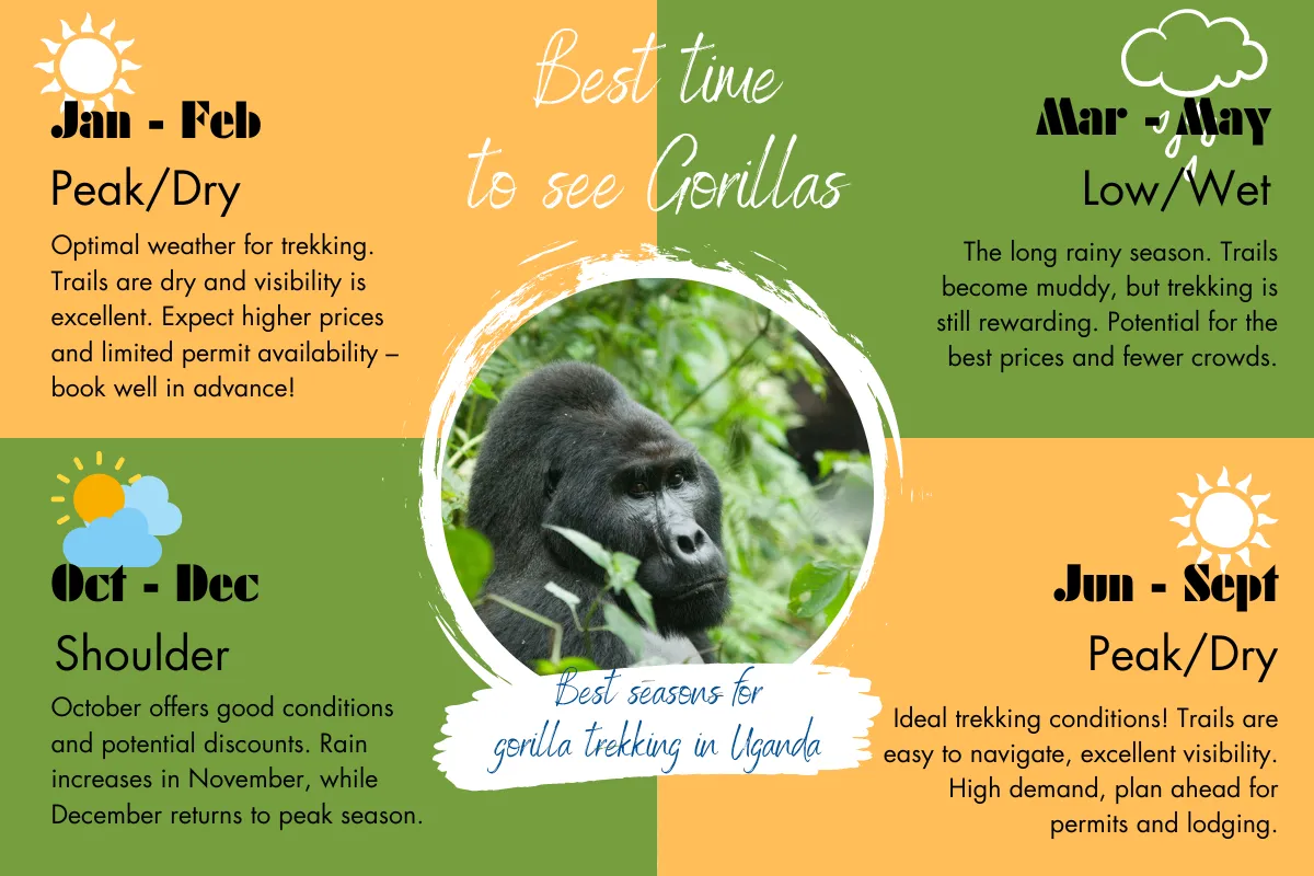 Best Time of Year for Gorilla Trekking
