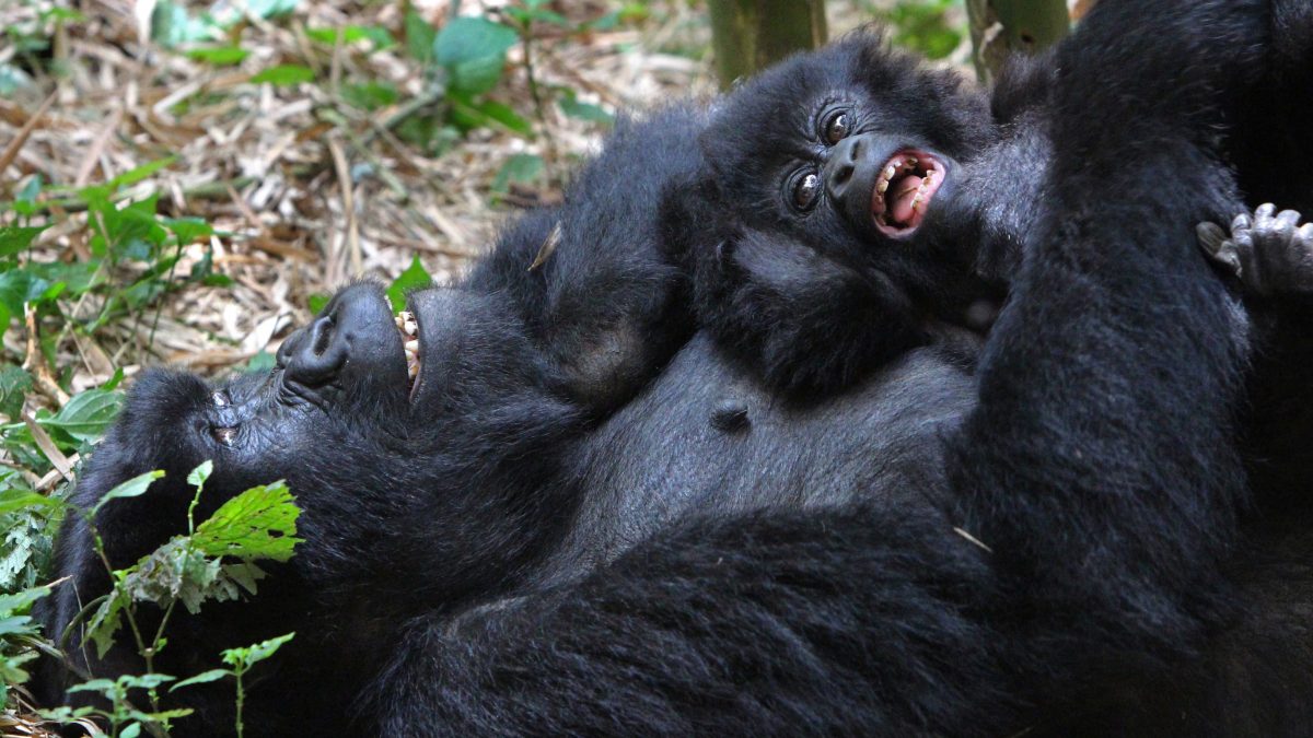 Bwindi vs. Mgahinga – Which Park to Choose?