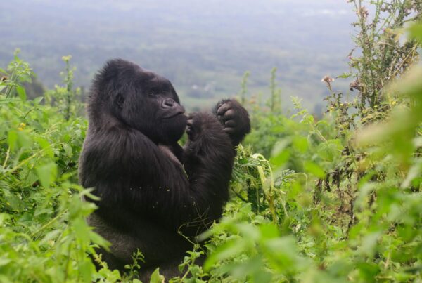 see gorillas without trekking