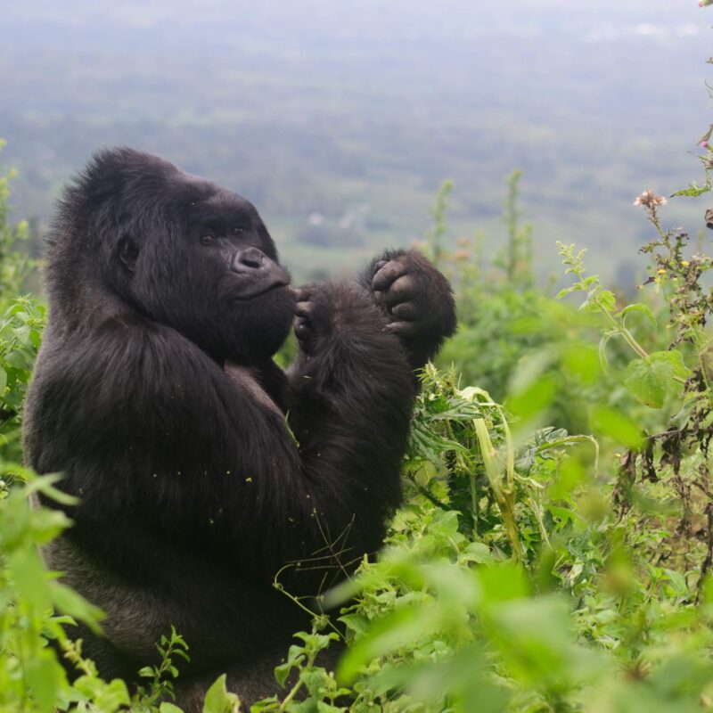 see gorillas without trekking