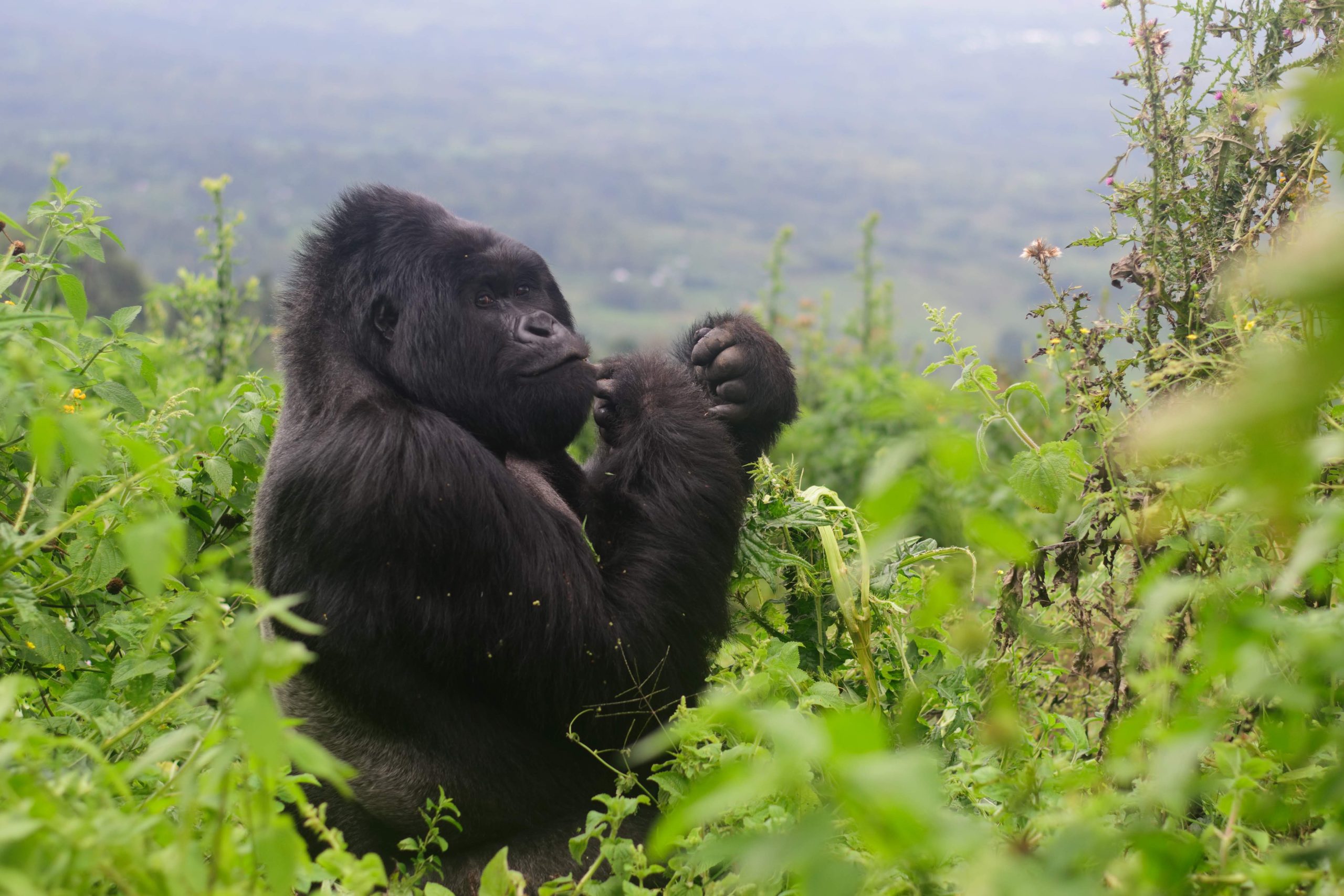 Can You See Gorillas Without Trekking?