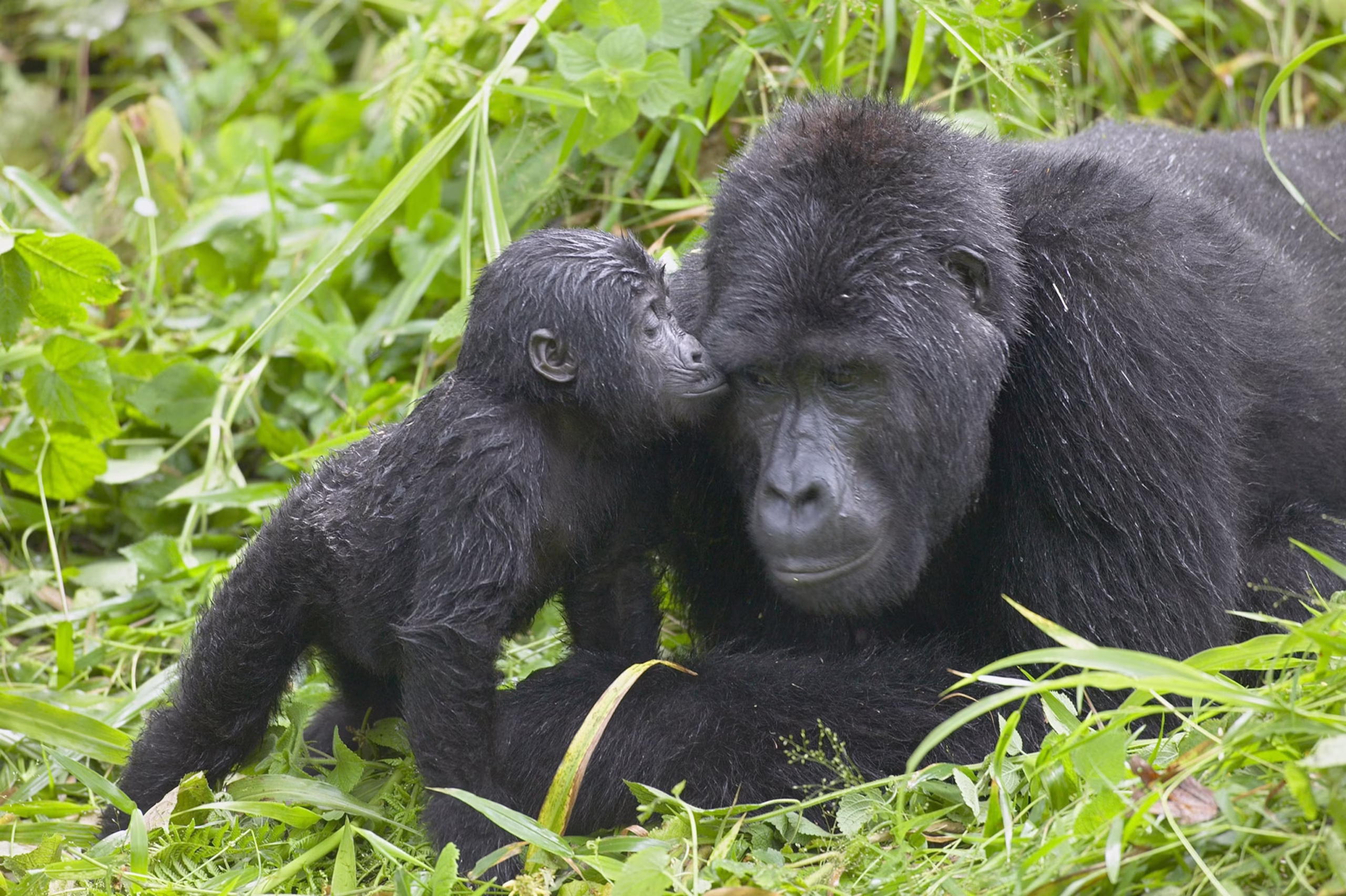 How Difficult Is a Gorilla Trek?