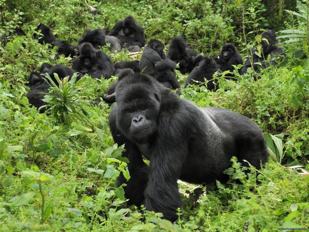 Gorilla Trekking in Bwindi Impenetrable National Park