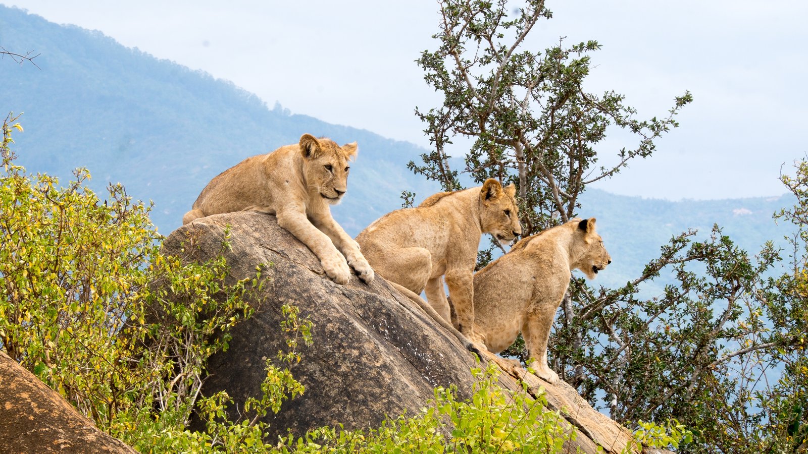 Ultimate Big Five Photography Safari in Kenya