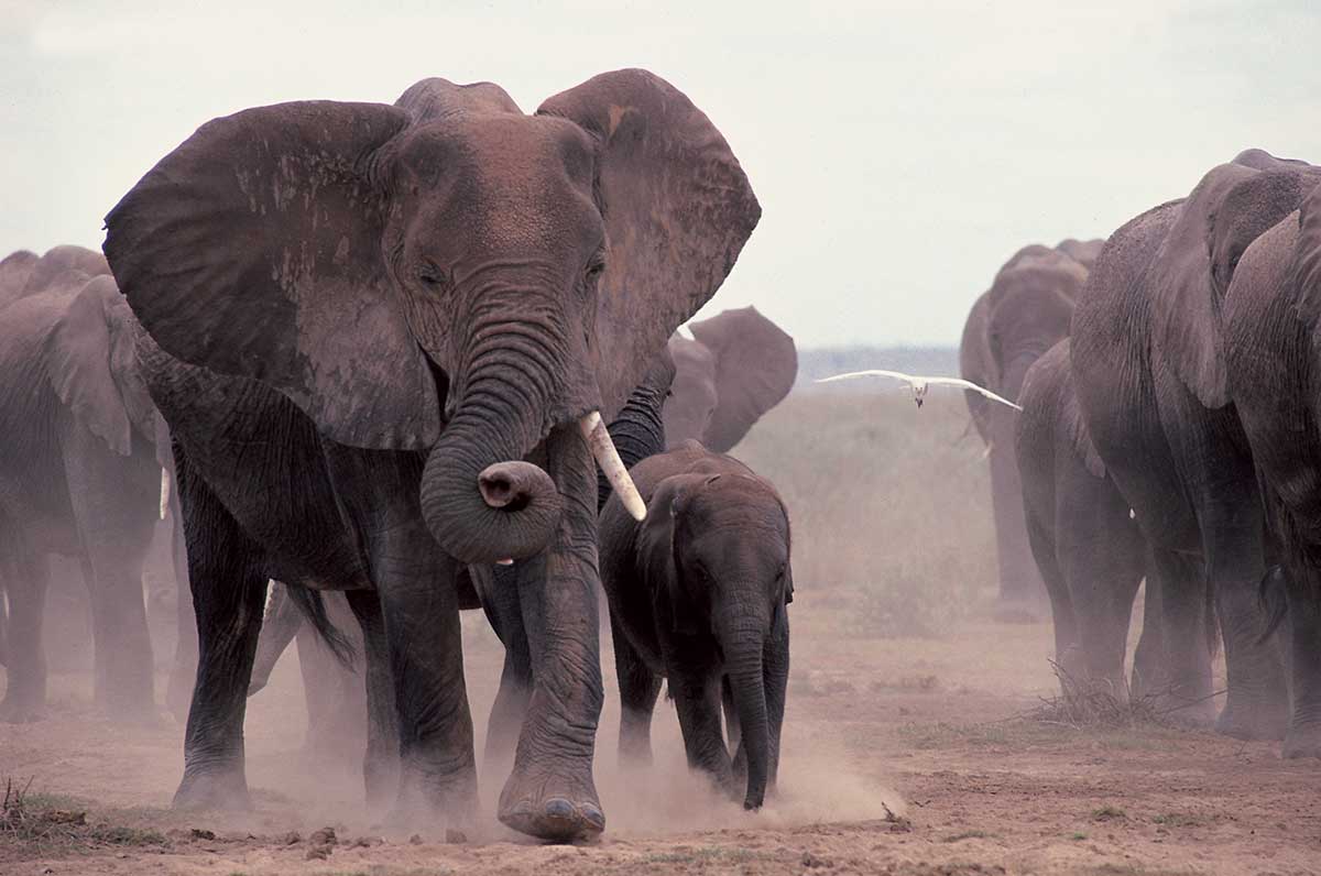 How to Capture the Big Five on Camera in Kenya