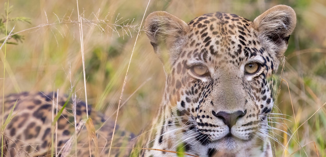 Big Five Safari Adventures in Amboseli National Park.