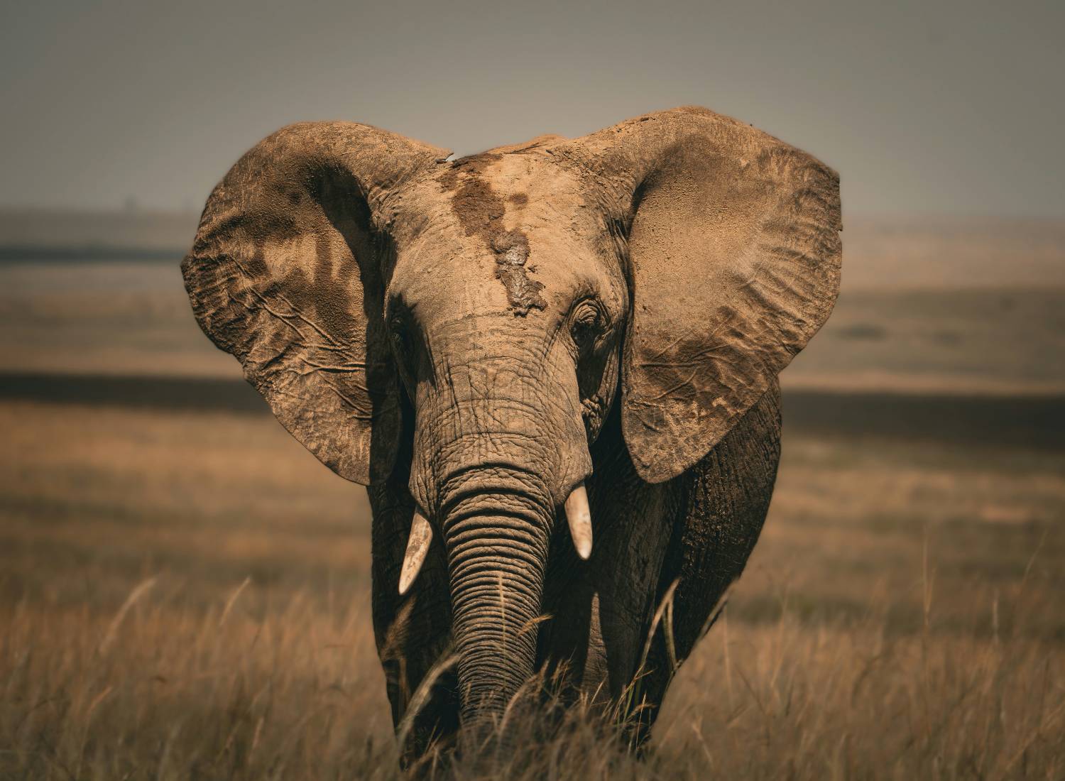 Ultimate Big Five Photography Safari In Kenya ultimate-big-five-photography-safari-in-kenya