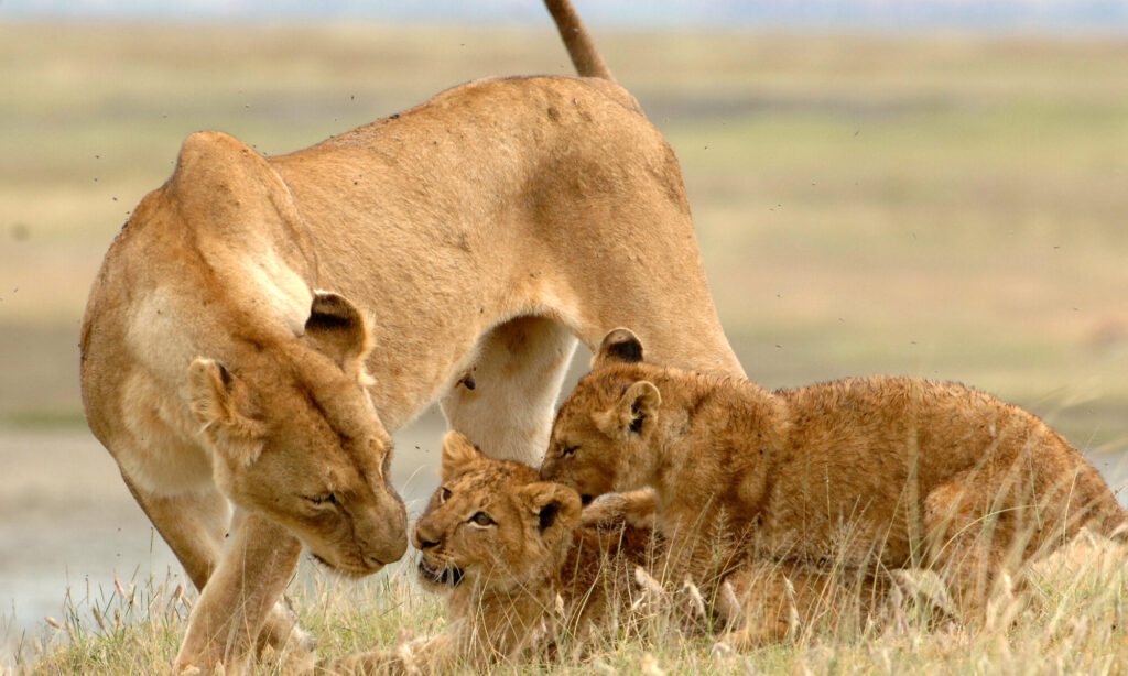 Big Five photography Kenya