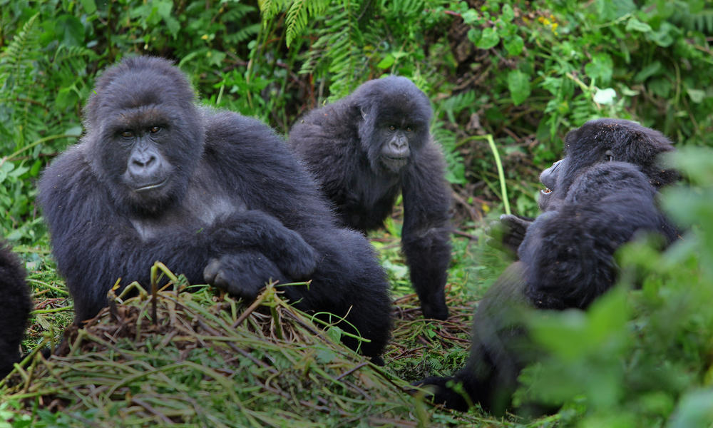 Nyakagezi Gorilla Family