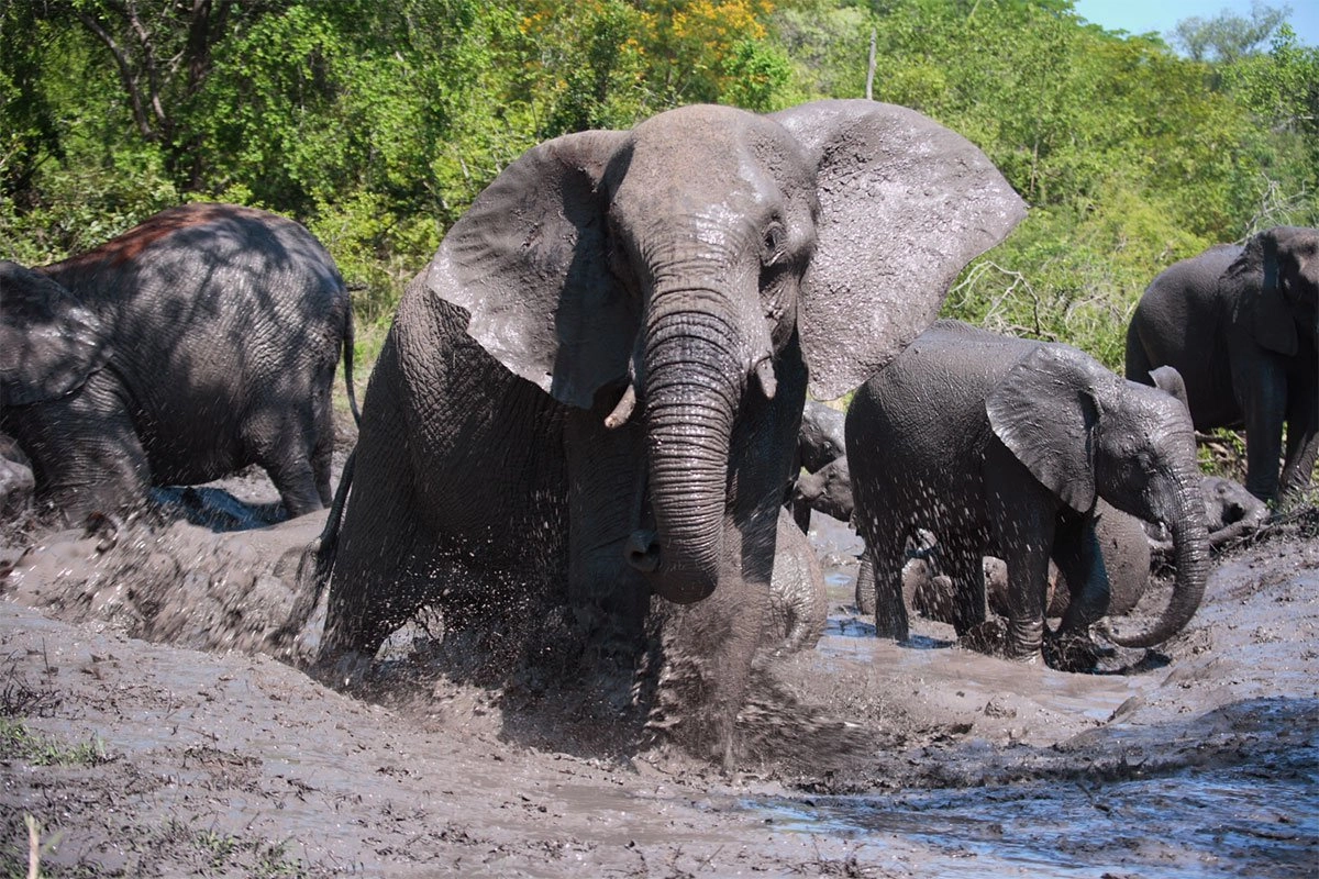 How to See Kenya’s Big Five in One Week.