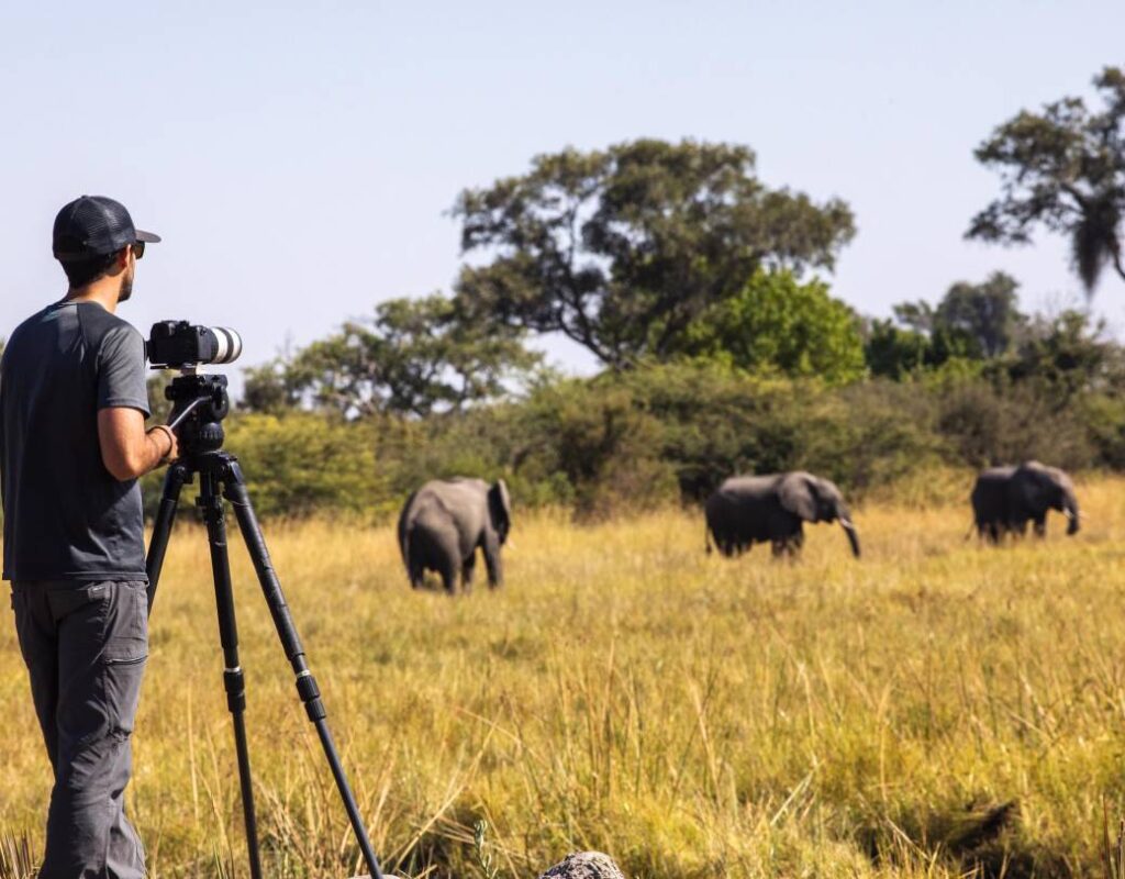 safari wildlife photography