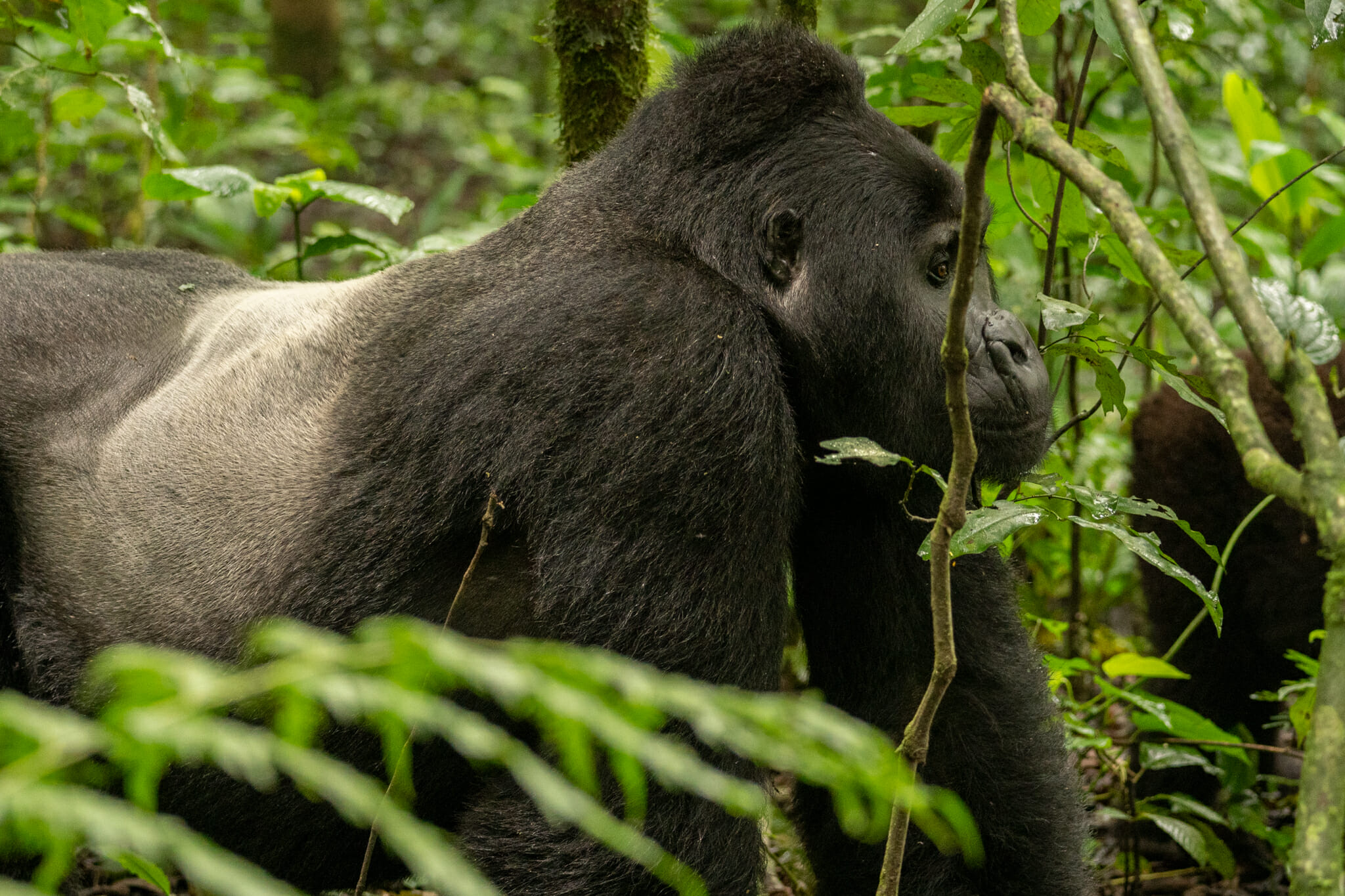 Gorilla Trekking Rules and Etiquette Explained.