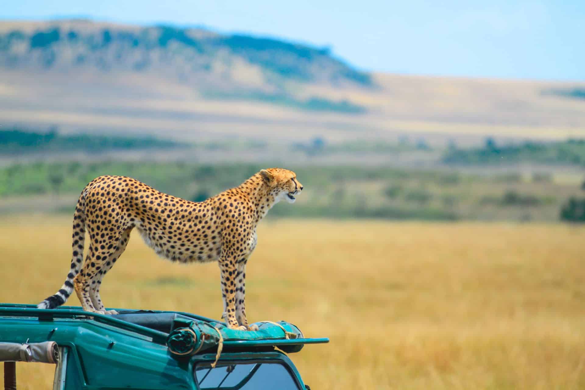 Maasai Mara Big Five Safari Tips for Beginners.