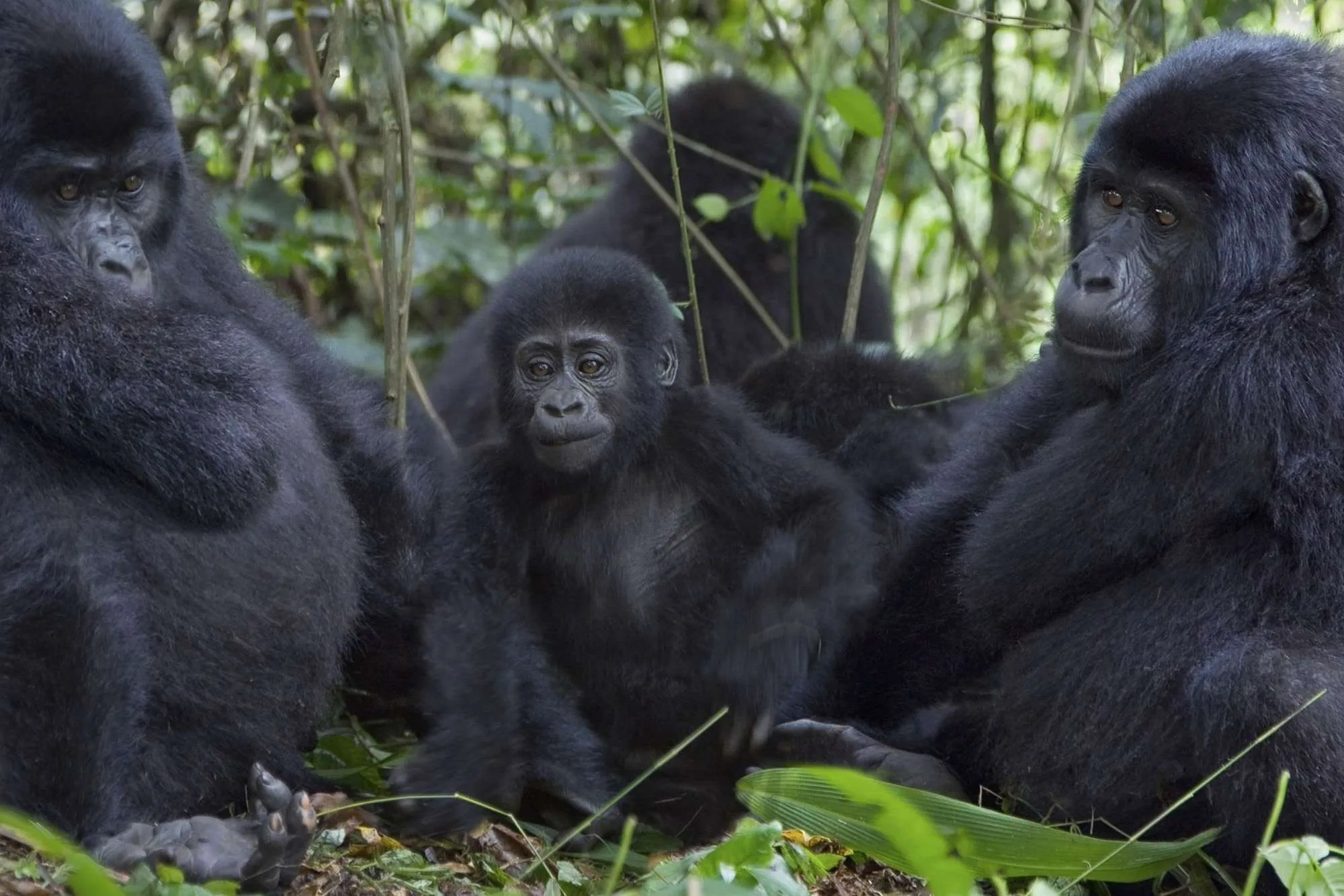 Is Gorilla Trekking Ethical?