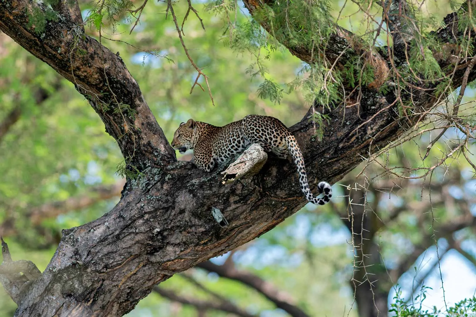 Maasai Mara Safari Packages with Big Five Guarantee.