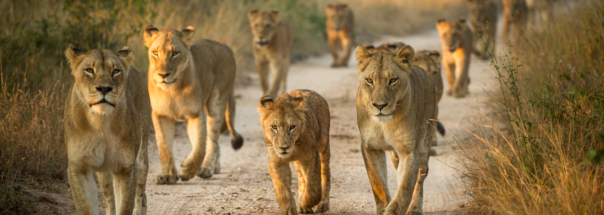 How to Plan a Big Five Safari on a Budget