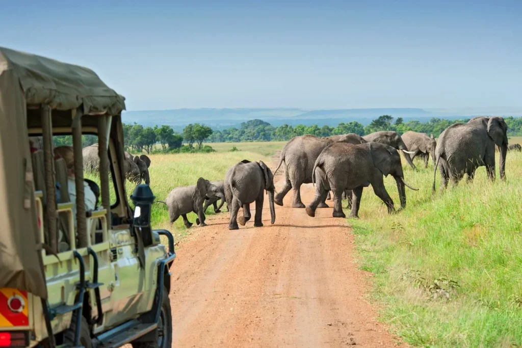 Budget Big Five safari