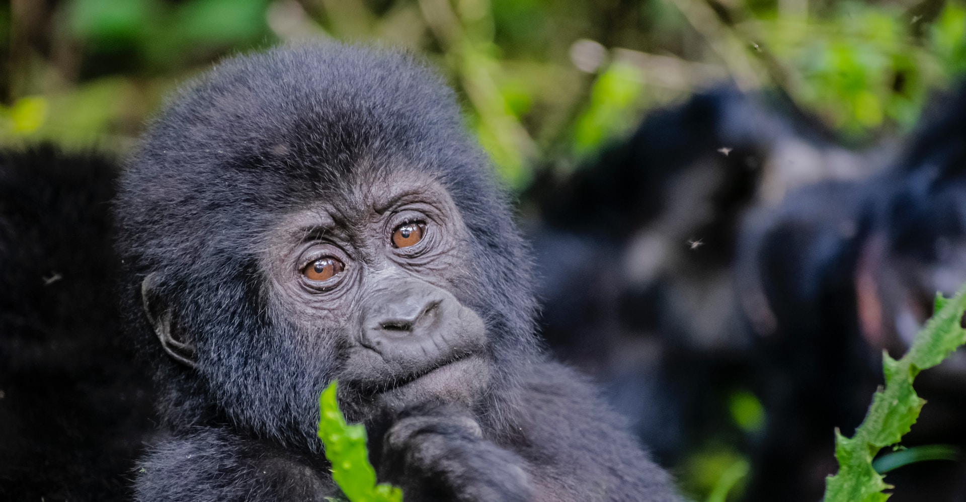 How to Get a Last-Minute Gorilla Permit in Uganda.