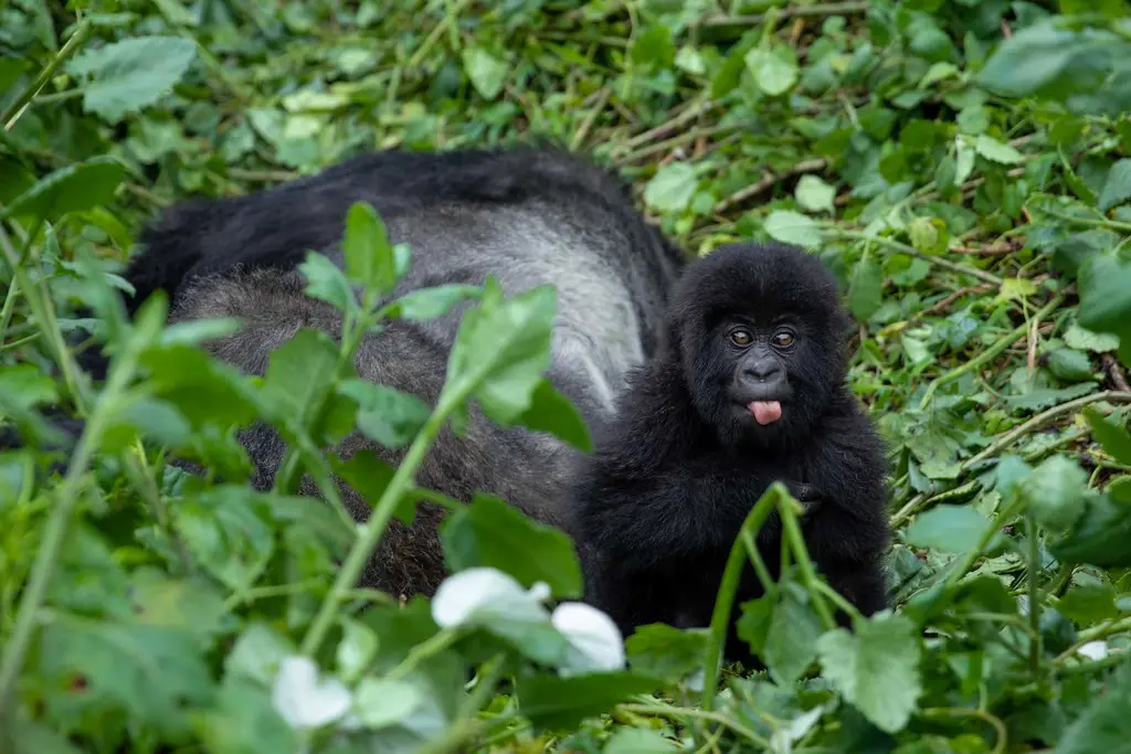 How to Book a Gorilla Permit in Uganda