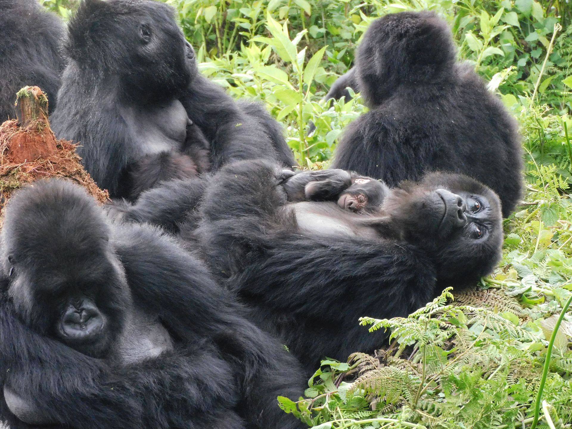 Habinyanja Gorilla Family Bwindi: What to Know Before You Trek