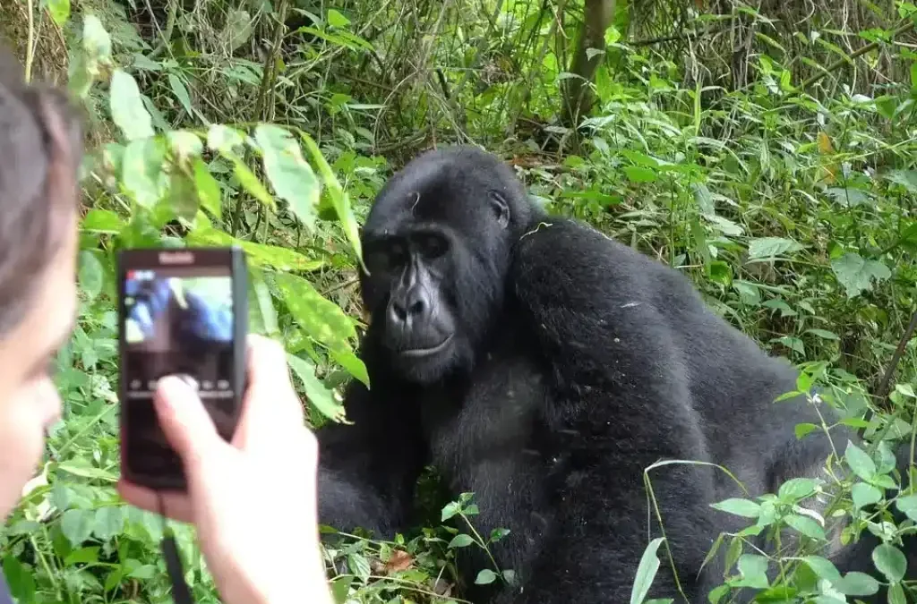 Solo Travel Guide to Gorilla Trekking in Uganda