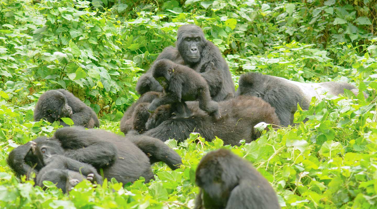 How to Reach Bwindi From Kampala by Road: Complete Travel Guide