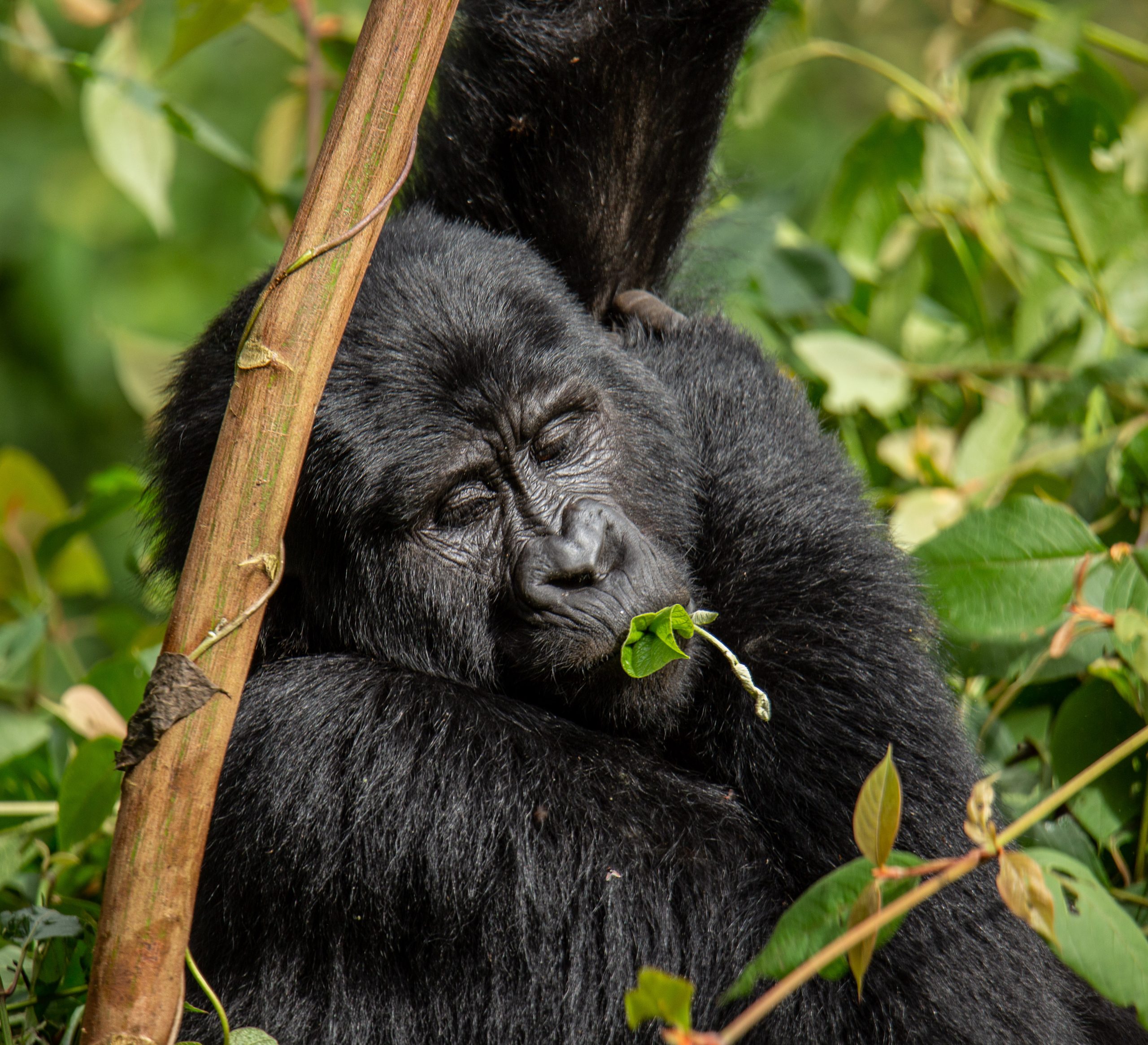 Uganda Gorilla Trekking: Complete 2026 Price Guide