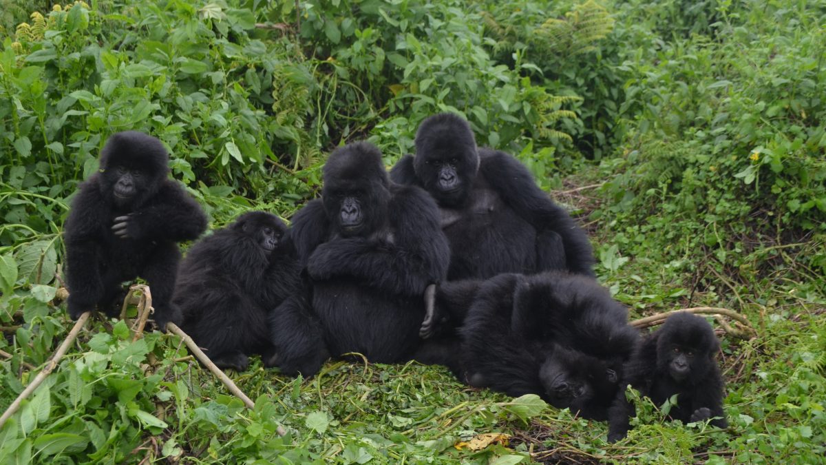 Mubare Gorilla Family in Bwindi: What to Know Before You Trek