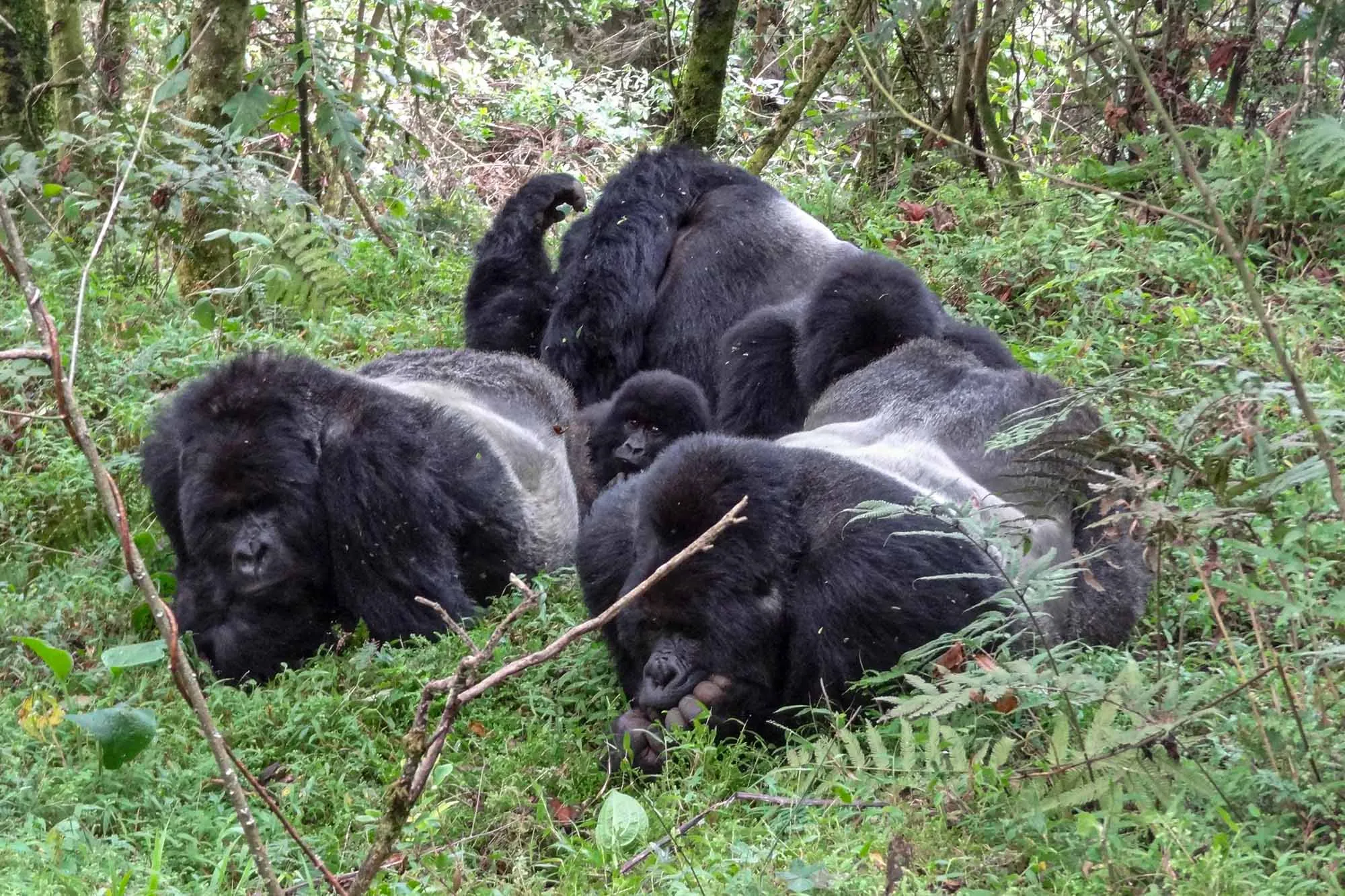 Uganda Gorilla Trekking: Dry Season vs Wet Season