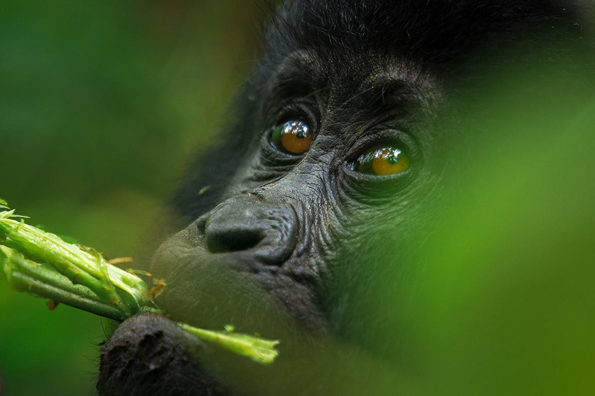 Rushegura Gorilla Family Bwindi: What to Know Before You Trek