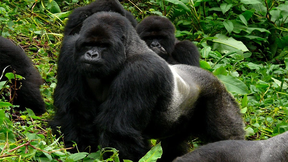How Many Gorilla Groups Are in Bwindi? Complete Guide to Gorilla Families