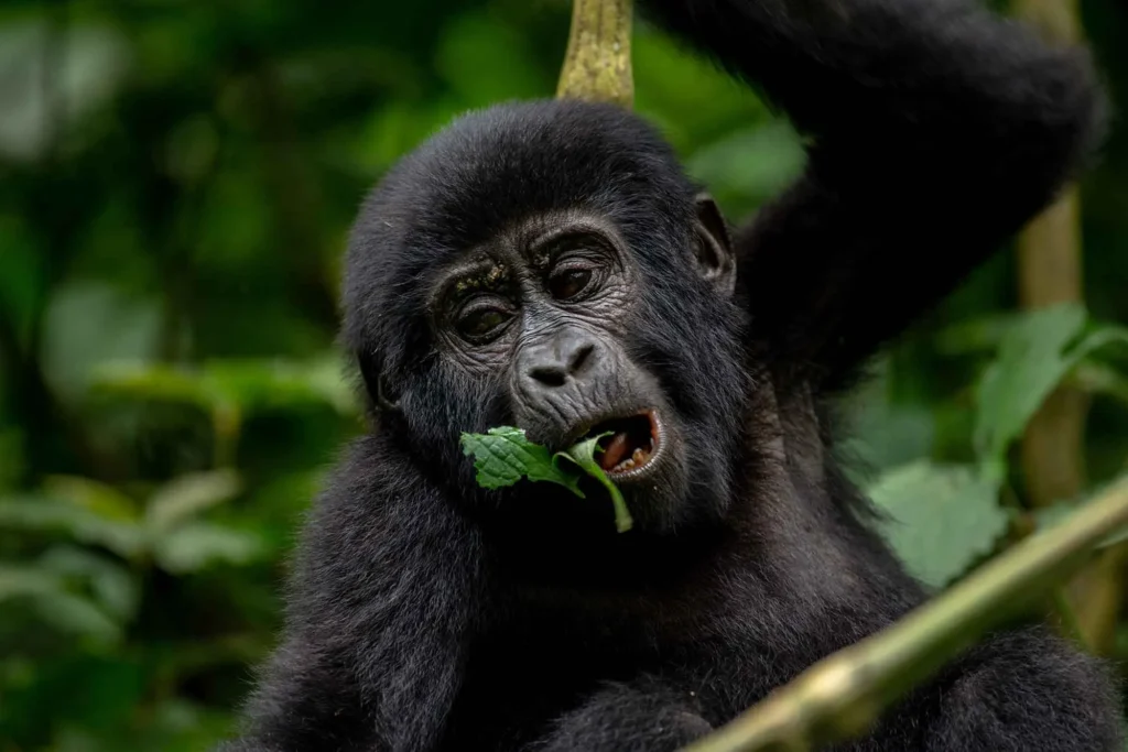Baby mountain gorilla in Bwindi Impenetrable National Park