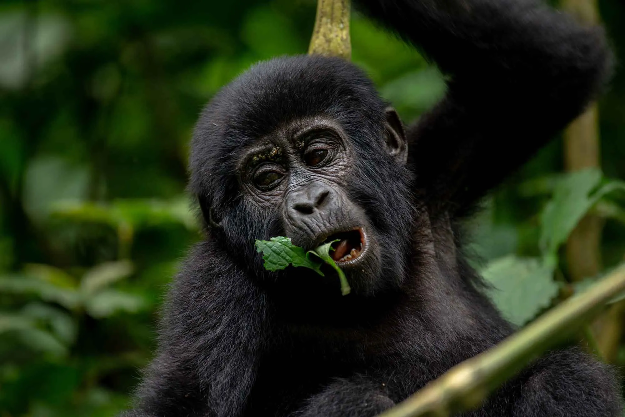 Uganda Gorilla Permit: UWA Booking Process Explained Step by Step